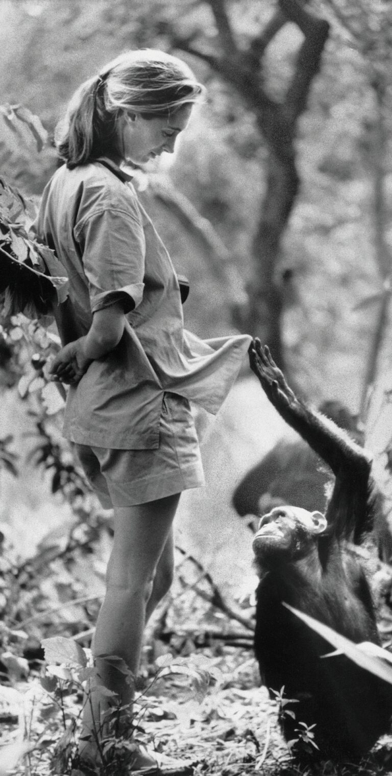 Ruf der Wildnis: Mit fast neunzig Jahren tourt Jane Goodall noch immer um den Globus. Wir haben die legendäre Schimpansen-Forscherin in Paris getroffen. «Jeder Mensch hat eine Mission auf dieser Erde», sagt sie. «Er muss sie nur finden.»