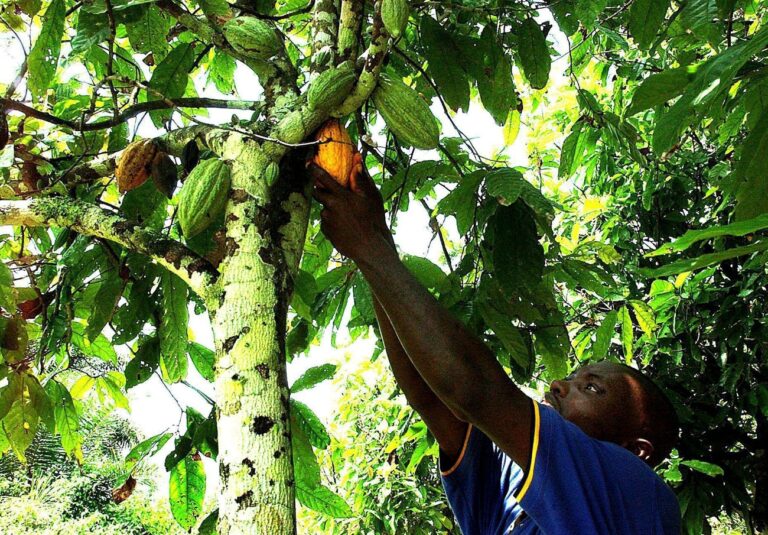 Afrikas zartbittere Wirklichkeit: Schokoladenproduzenten wie Barry Callebaut aus der Schweiz stehen zu Unrecht am Pranger. Die Anbauländer profitieren von der internationalen Zusammenarbeit