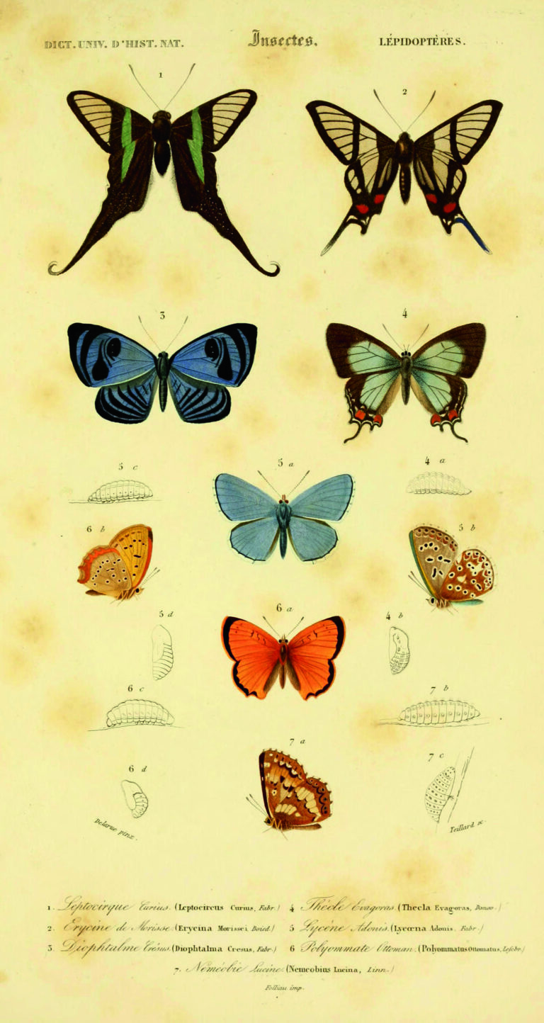 R31RNC Beautiful vintage hand drawn illustrations of exotic butterflies from old book. It can be used as poster or decorative element for interior design.