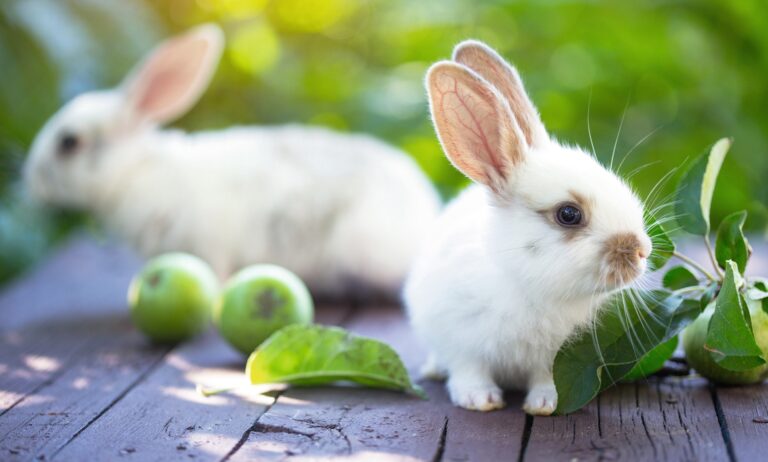 Mein Leben mit Kaninchen: Ich habe mich gewehrt. Ich wollte keine Haustiere, nie