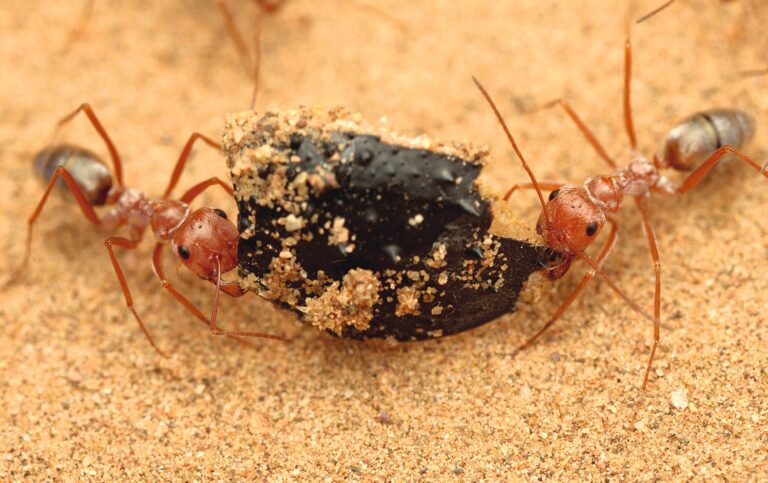 Hitzesprint in der Sahara