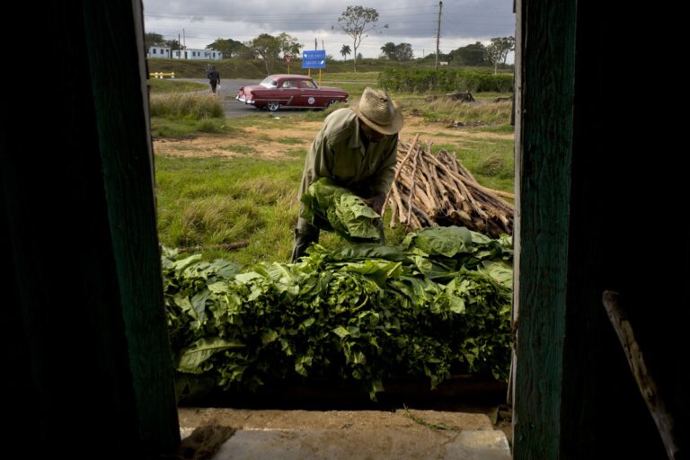 Brief aus Kuba: Die hohen Preise für Grundnahrungsmittel haben ihre Ursache in der Unfähigkeit des Regimes, auf der fruchtbaren Insel zum Selbstversorger und Nettoexporteur zu werden. Fidel Castros sogenannte Agrarreform hat die Landwirtschaft nachhaltig besiegt