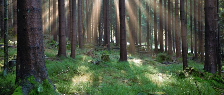 Staatsforsten haben 1,5 Millionen neue B‰ume gepflanzt