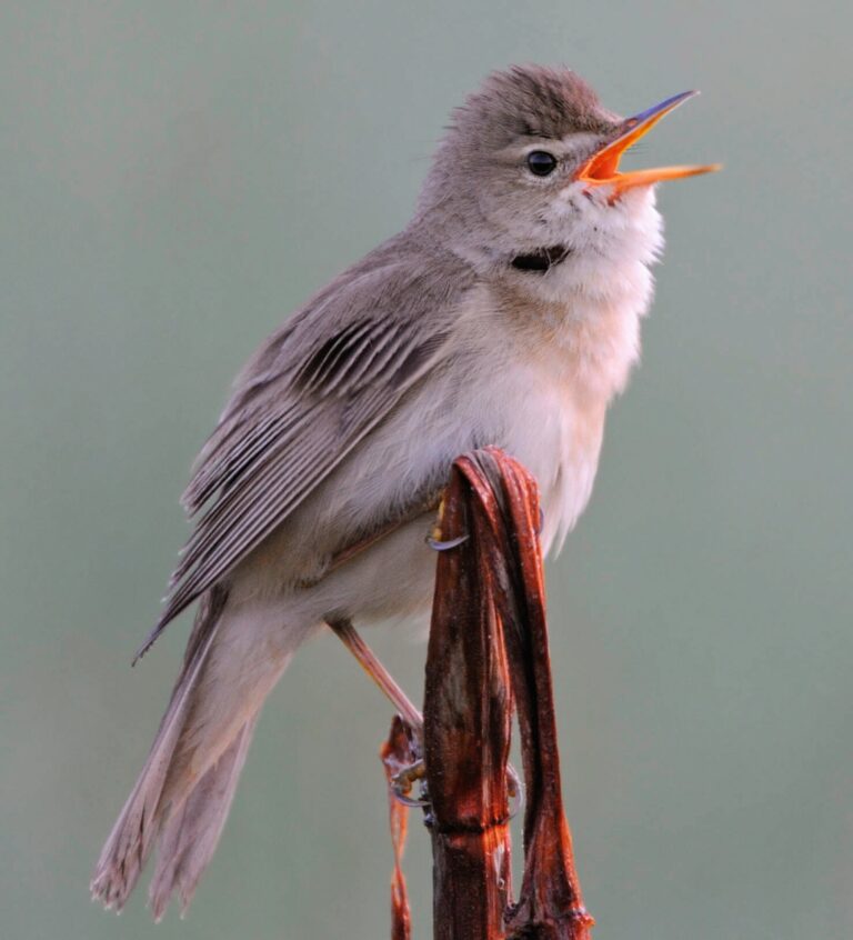 Dialekte der Singvögel: Vogelgesang erfreut unser Gemüt. Für die Tiere selbst geht es um eine harte Konkurrenz