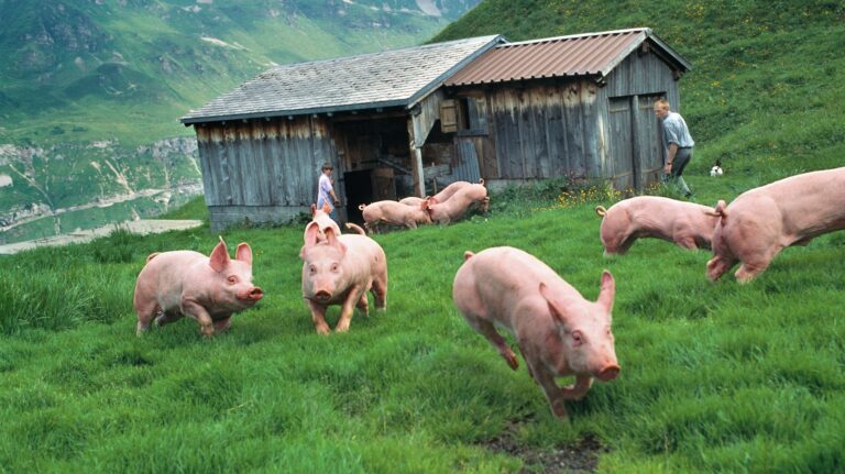 PROJEKT SCHWEIZ, LANDWIRTSCHAFT, BERGBAUER, BERGBAUERN, BAUER, BAUERN, ALP, ALPAUFZUG, VIEH, SCHWEIN, SCHWEINE, BERGE, GEBIRGE, BERGWIESE, ALPENWIESE, BRAUNVIEH, ALPFAHRT, URNERBODEN, KANTON URI, OBERALP, STALL,