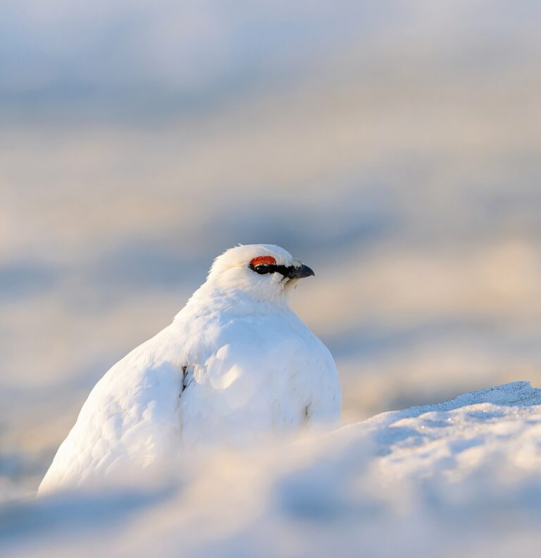 Sie trotzen Kälte, Schnee und Eis: Schneehühner