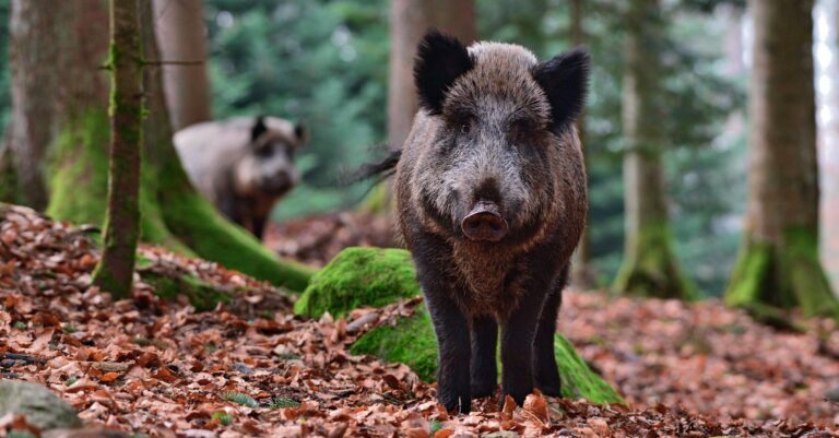 Wildschweine erobern die Welt: Sie können Jäger fehlerfrei von Spaziergängern unterscheiden. Ihr Geruchssinn ist phänomenal. In der Zivilisation finden sie sich spielend zurecht