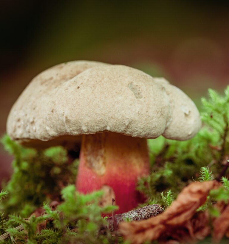 Pilze, wohin man tritt: Der Herbst bringt sie in rauen Mengen, die Trichterlinge, die Milchlinge. Viele köstlich. Aber es gibt auch giftige – und eine tickende Zeitbombe