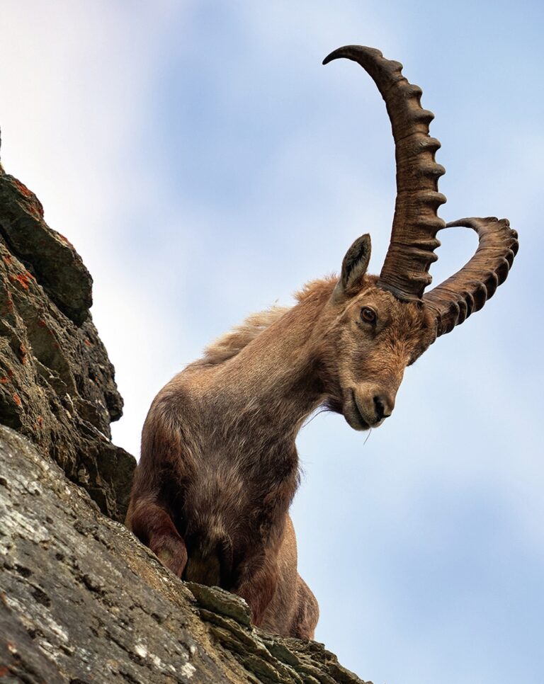 Apotheke der Alpen: Wegen seiner Kletterkünste trauten unsere Vorfahren dem Bergsteinbock übernatürliche Kräfte zu. Sie jagten ihn als Lieferanten von Heilmitteln, bis Italiens König eingriff