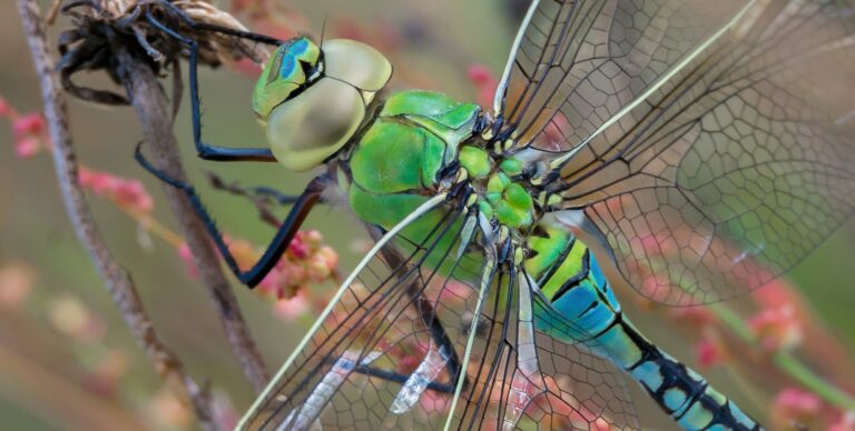 Alles in der Natur ist im Fluss: Bei einer Reihe von Fischarten verwandeln sich Weibchen in Männchen und umgekehrt. Noch komplizierter sind sich paarende Libellen