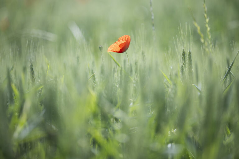 Eine Mohnblume auf einer Wiese anlaesslich einer Medienkonferenz von IP-SUISSE, Coop, der ETH Zuerich und Nestle zur Veranschaulichung einer nachhaltigen Landwirtschaft auf dem Wydhof von Madeleine und Ernst Bachmann in Flaach, aufgenommen am Montag. 30. Mai 2022. (KEYSTONE/Ennio Leanza)