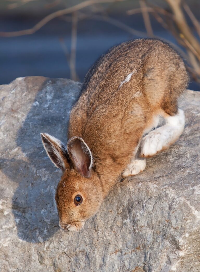 Der Hase und der Kosmos