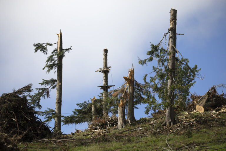 Beschaedigte Baeume stehen im Waldgebiet oberhalb La Chaux-de-Fonds, das beim Unwetter vom Juli 2023 beschaedigt wurde, am Donnerstag, 14. September, 2023 in La Chaux-de-Fonds. Momentan laufen die Aufraeumarbeiten in diesem Gebiet. (KEYSTONE/Peter Klaunzer)