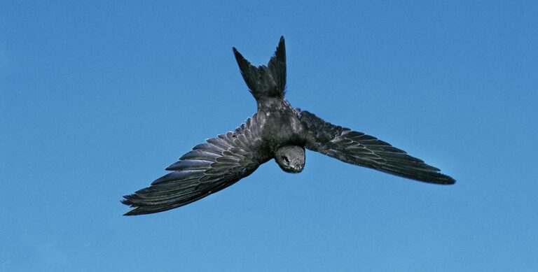 Mauerseglers späte Heimkehr: Die virtuosen Flugakrobaten sind zuverlässige Frühlingsboten. Wie wissen sie eigentlich, wann es Zeit ist, sich auf die Reise zu machen?