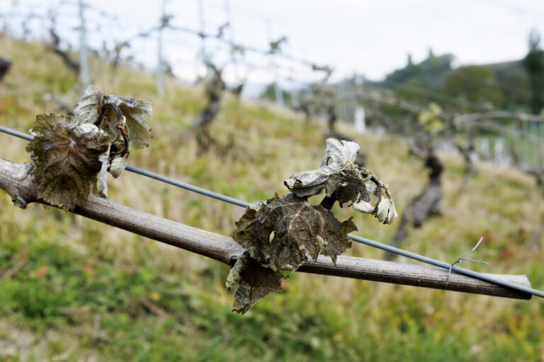 Zu nass, zu kalt: Wie das miese Wetter 2024 der Schweizer Weinproduktion einen Strich durch die Rechnung machte