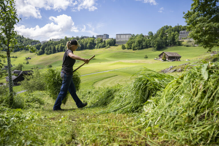 Die Bauernfamilie Odermatt ist beim grasen, auf der Hochebene von Obbuergen unterhalb des Buergenstock Resort, am Dienstag, 28. Mai 2024 auf dem Buergenstock. Am Wochenende vom 15. und 16. Juni 2024 findet auf dem Buergenstock im Kanton Nidwalden ein Gipfeltreffen zum Frieden in der Ukraine statt. Die Schweiz hat ueber 160 Delegationen hoch ueber dem Vierwaldstaettersee eingeladen. (KEYSTONE/Urs Flueeler).