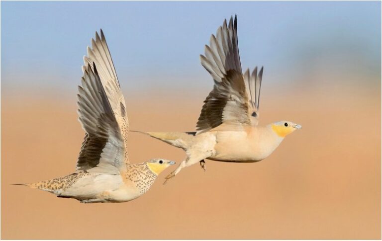 Flieger mit Wassertank