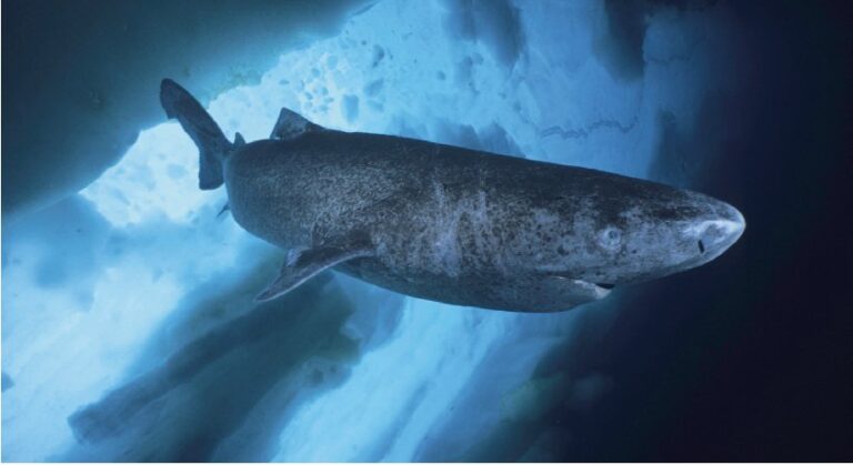 Manche mögen’s kalt: Die Fische haben verschiedene Strategien, um den kalten Winter zu überstehen. Das Leben im Eiswasser hat auch Vorteile