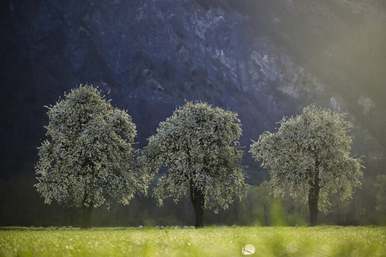 Bluehende Obstbaeume in der Morgensonne, aufgenommen am Donnerstag, 4. April 2024, in Vilters-Wangs. (KEYSTONE/Gian Ehrenzeller)