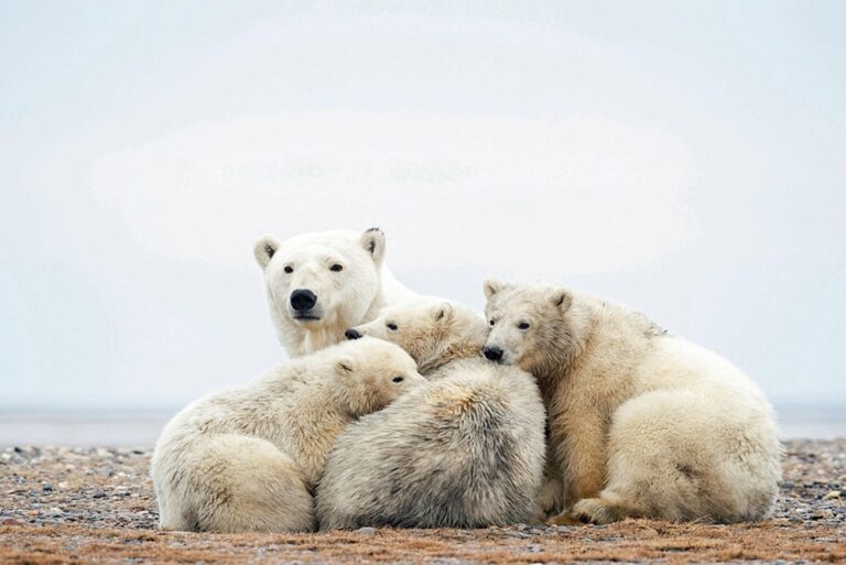 Fehlalarm um die Eisbären